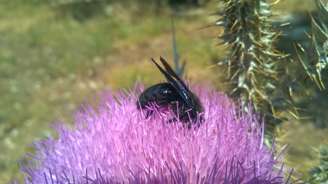 Xylocopa