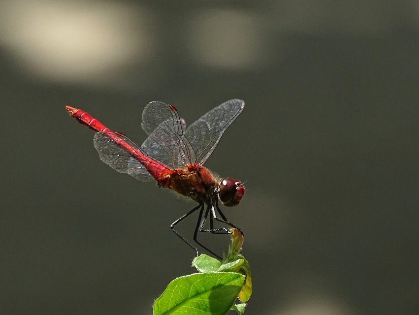 Sympetrum sanguineum - vörös katona-szitakötő