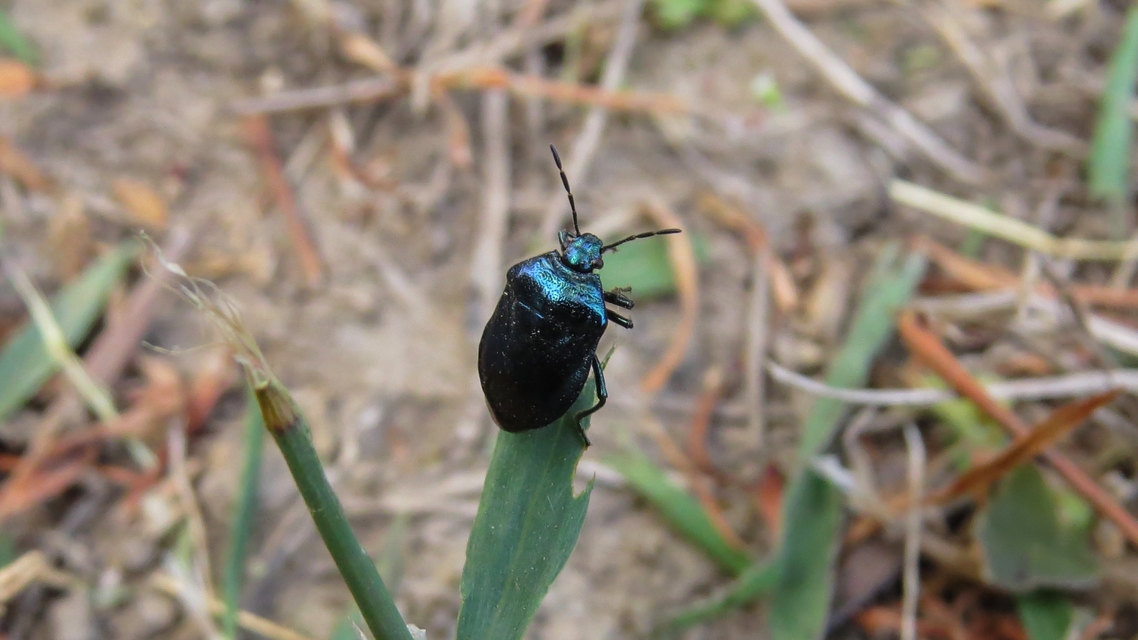 Zicrona caerulea - acélkék poloska Zicrona caerulea - acélkék poloska