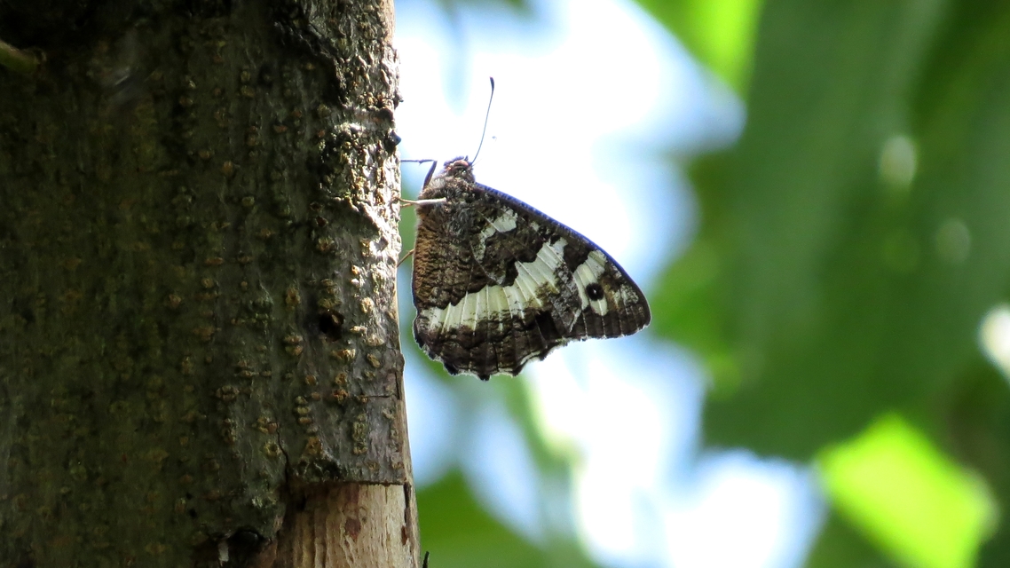 Brintesia circe - fehéröves szemeslepke