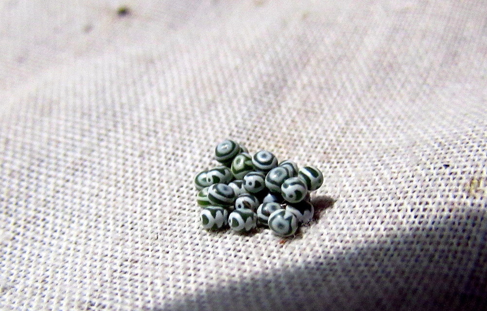 Gastropacha quercifolia - tölgylevélpohók