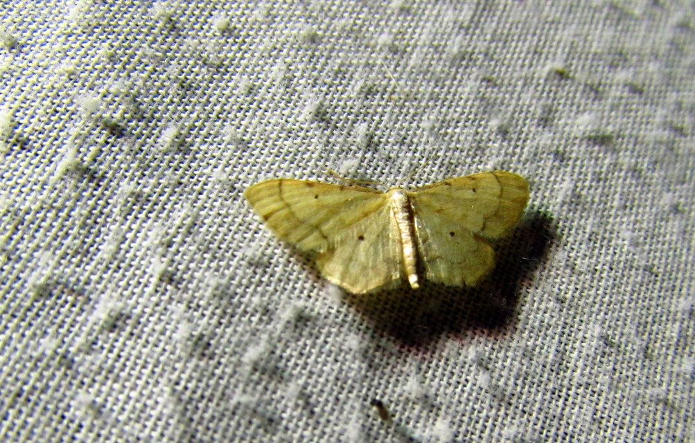 Idaea politaria - vonalas apróaraszoló