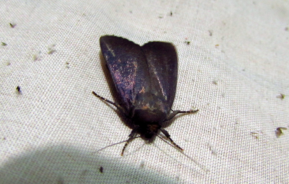 Amphipyra livida - zsírfényű bagoly