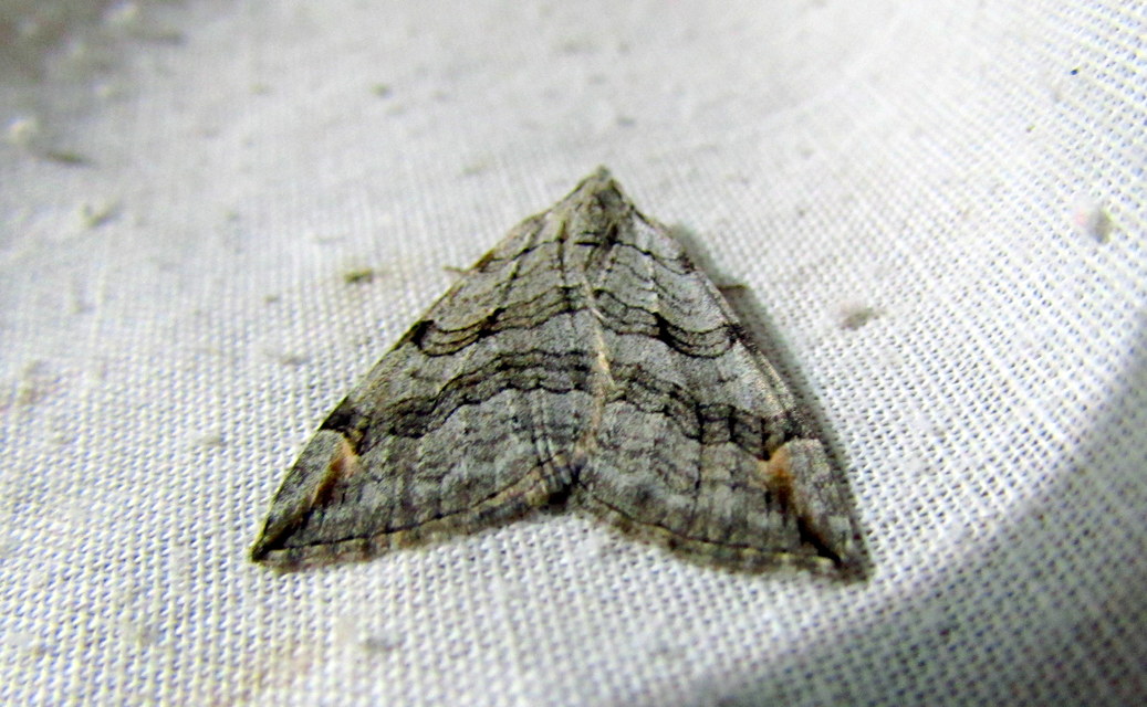Aplocera efformata/plagiata