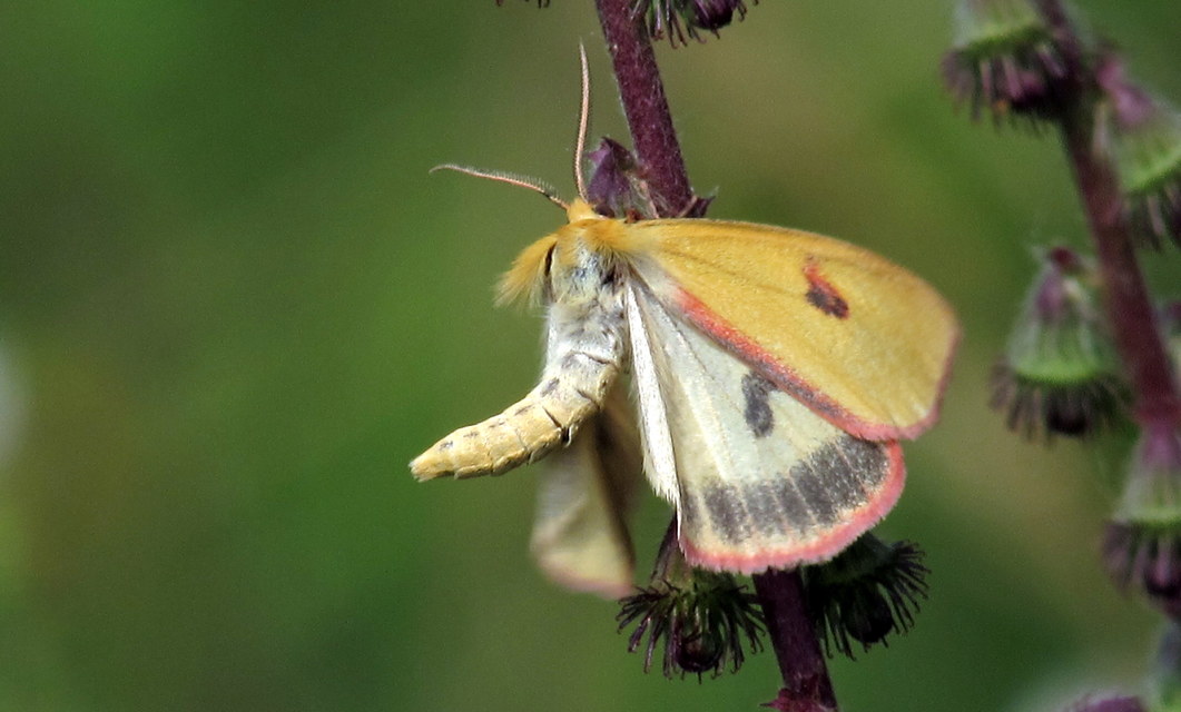 Diacrisia sannio - vörösszélű medvelepke