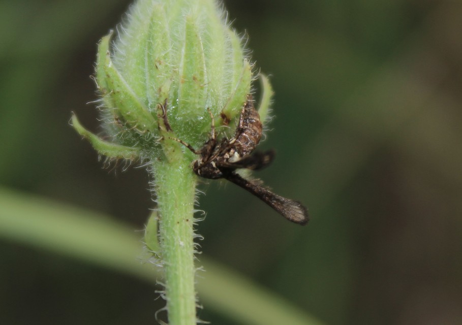 Microsphecia brosiformis - folyófűszitkár