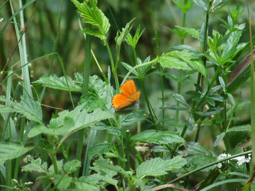 Lycaena virgaureae - arany-tűzlepke