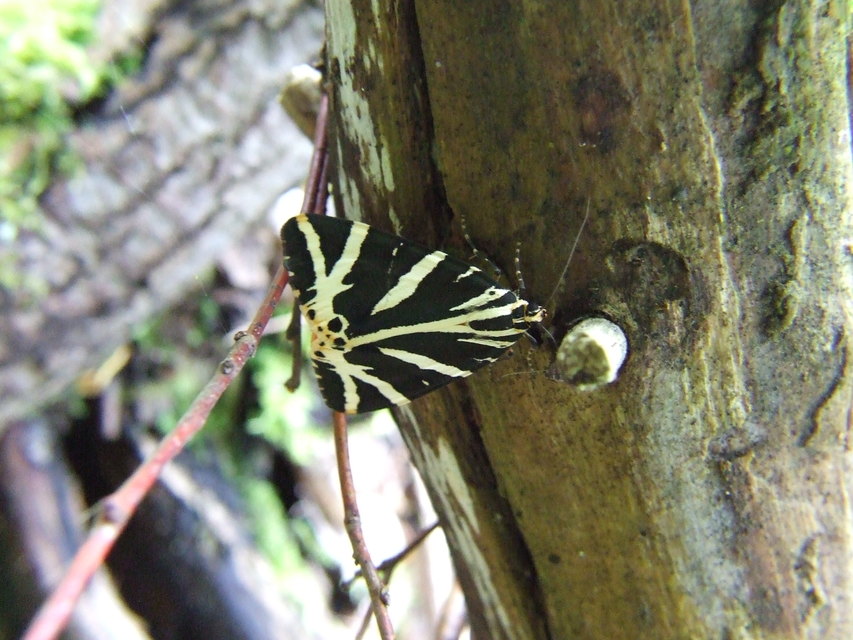 Euplagia quadripunctaria - csíkos medvelepke