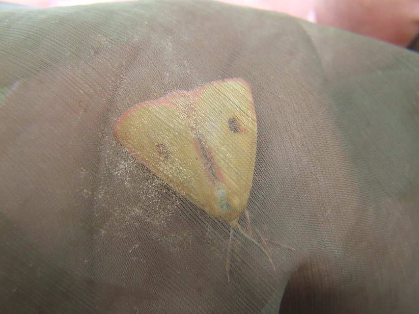 Diacrisia sannio - vörösszélű medvelepke