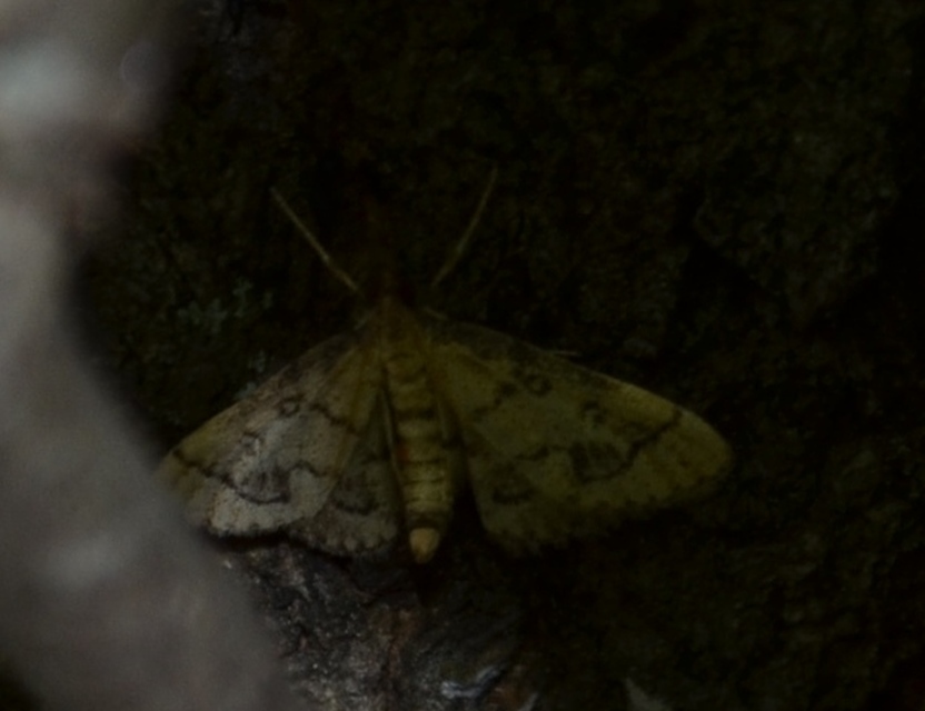 Metasia ophialis - kígyósávos tűzmoly