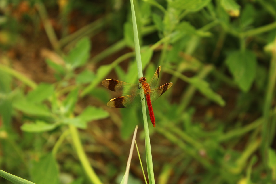 Sympetrum pedemontanum - szalagos katona-szitakötő