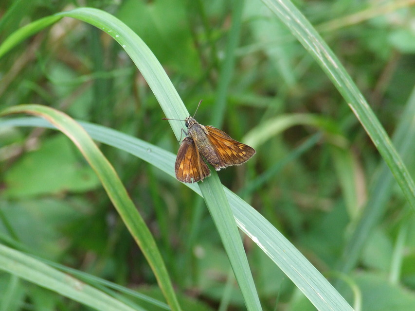 Ochlodes sylvanus - erdei busalepke