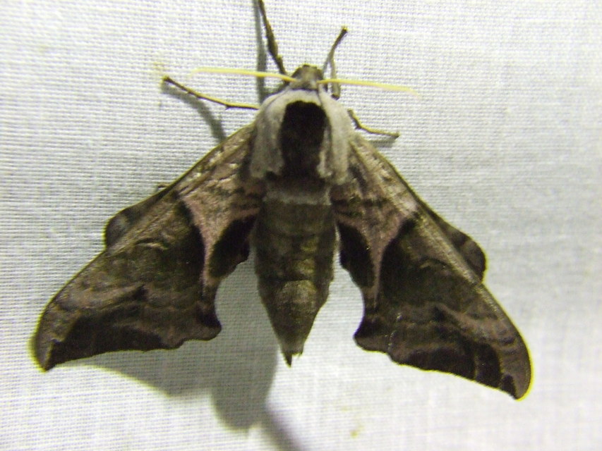 Smerinthus ocellatus - esti pávaszem