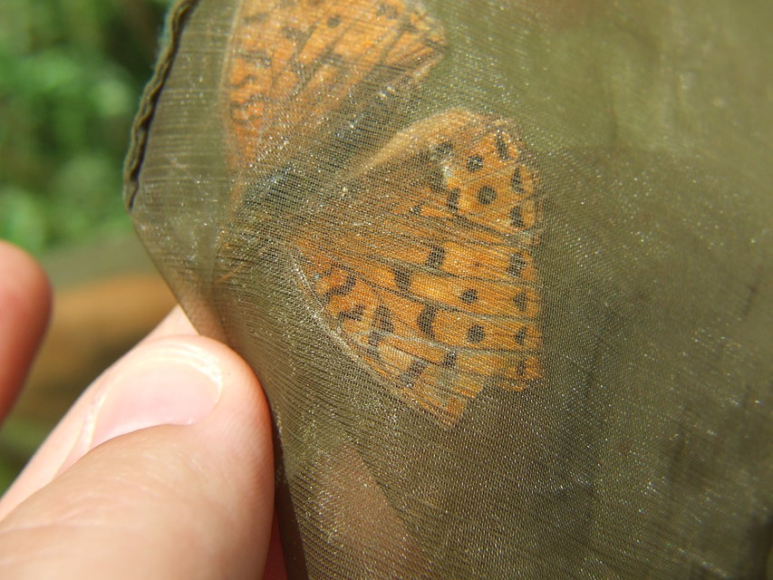 Argynnis adippe - ezüstös gyöngyházlepke