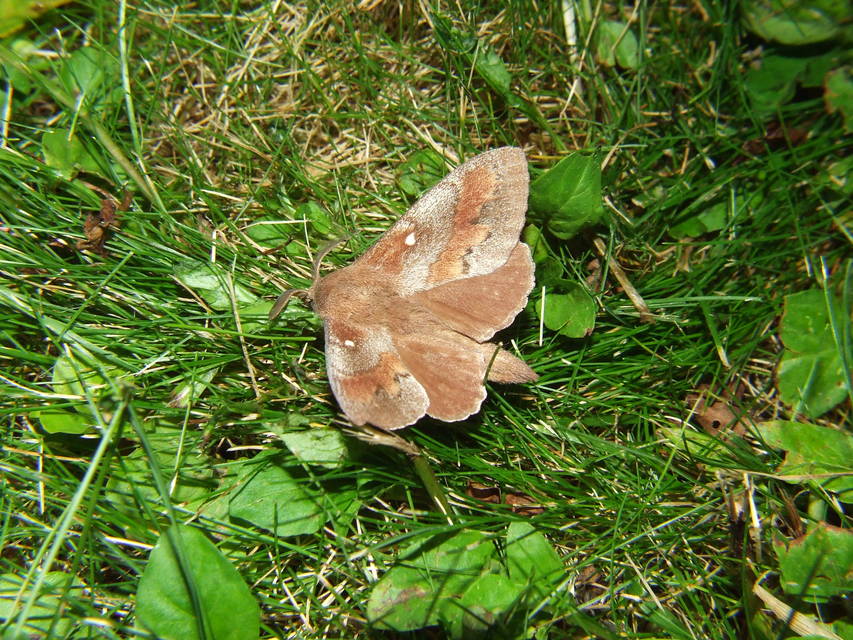 Dendrolimus pini - fenyőpohók