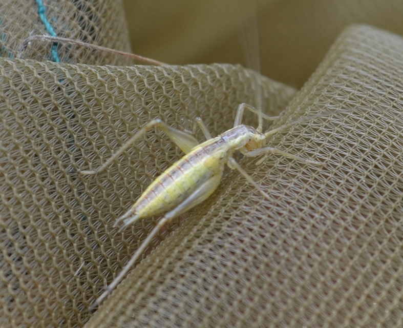 Oecanthus pellucens - pirregőtücsök