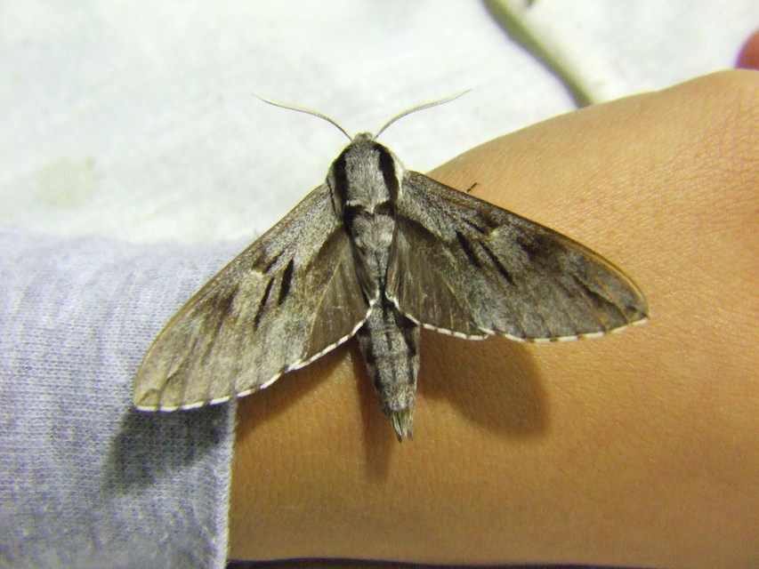 Hyloicus pinastri - fenyőszender