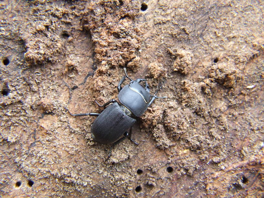 Dorcus parallelipipedus - kis szarvasbogár