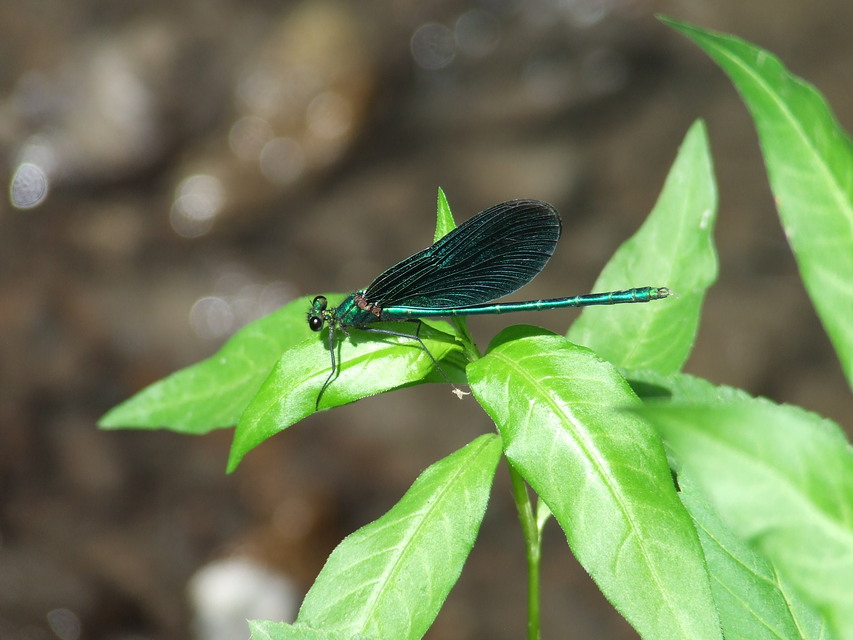 Calopteryx virgo - kisasszony-szitakötő