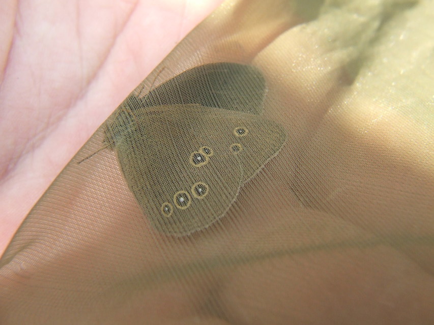 Aphantopus hyperanthus - közönséges ökörszemlepke