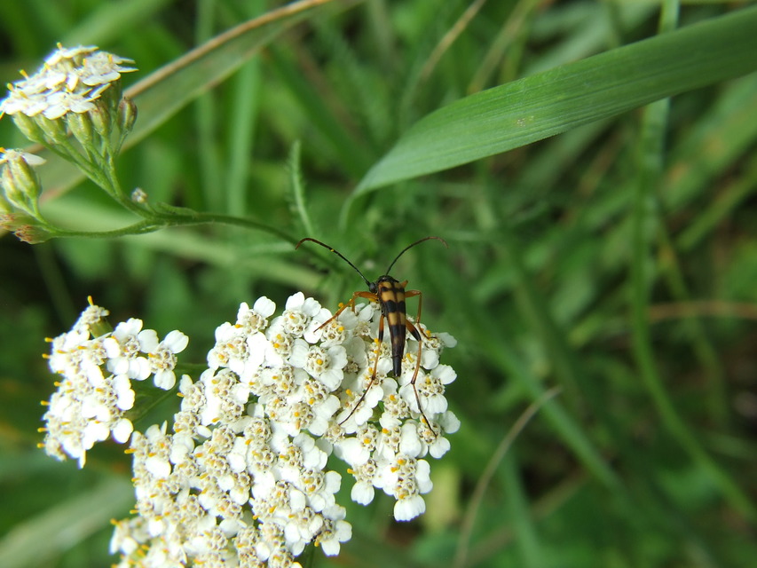 Strangalia attenuata - nyurgacincér