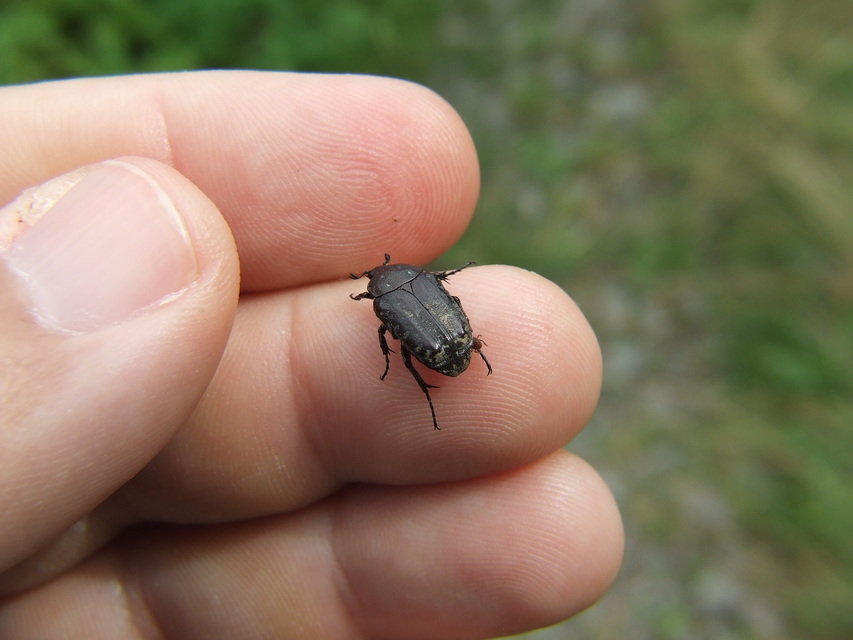 Oxythyrea funesta - sokpettyes virágbogár
