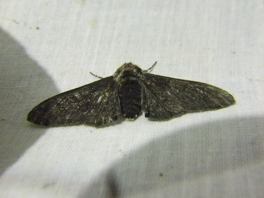 Biston betularia - szürkepettyes araszoló