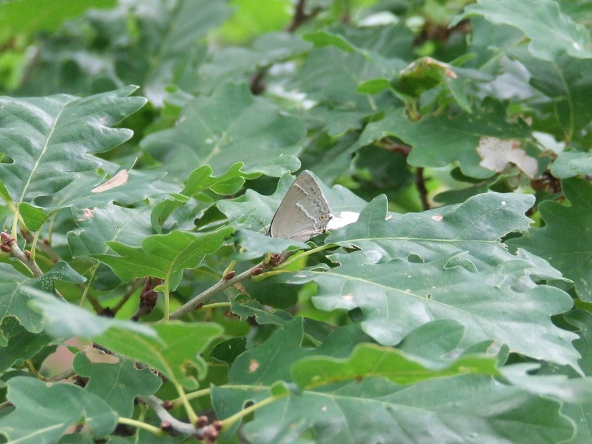Neozephyrus quercus - tölgyfalepke