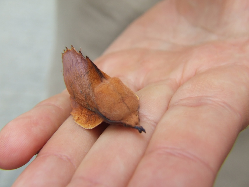Gastropacha quercifolia - tölgylevélpohók
