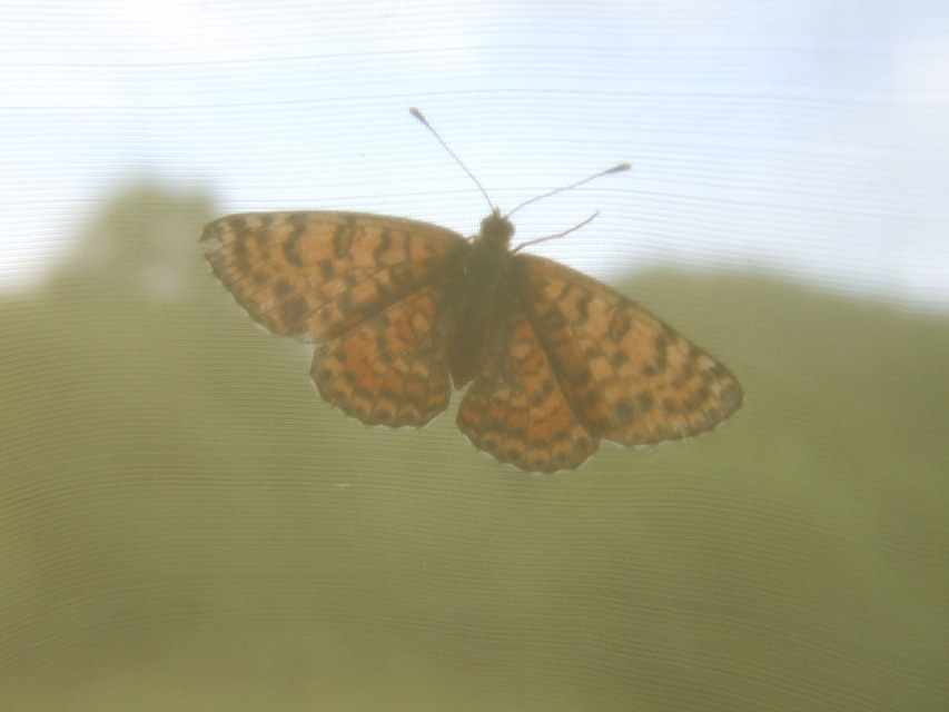 Melitaea didyma - tüzes tarkalepke