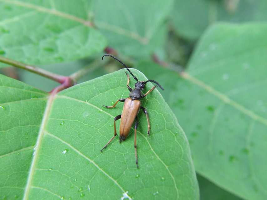 Stictoleptura rubra - vörös virágcincér