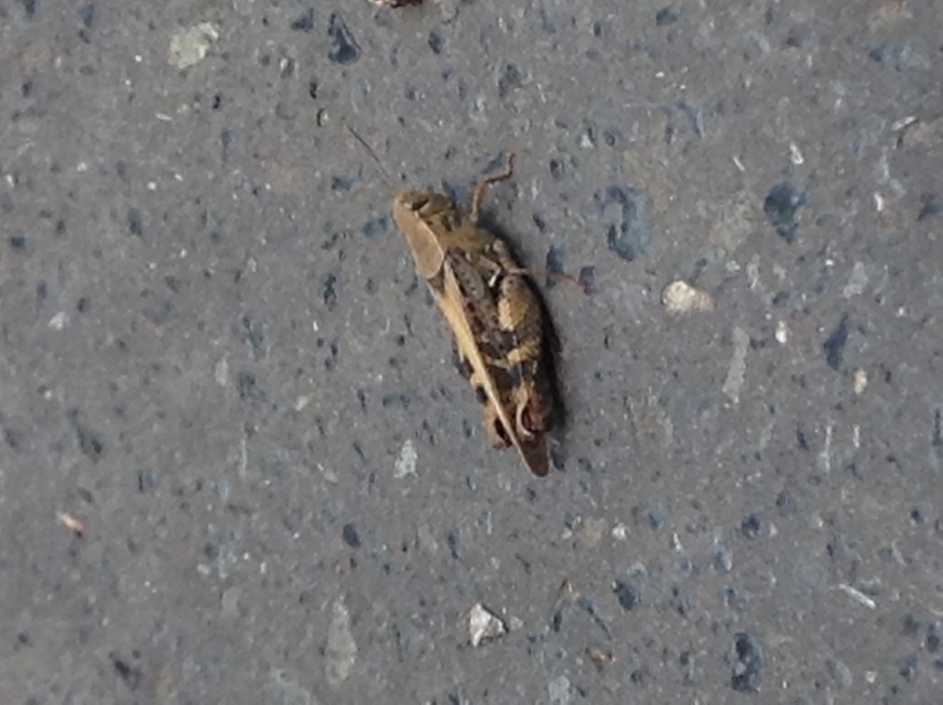 Calliptamus italicus - olaszsáska