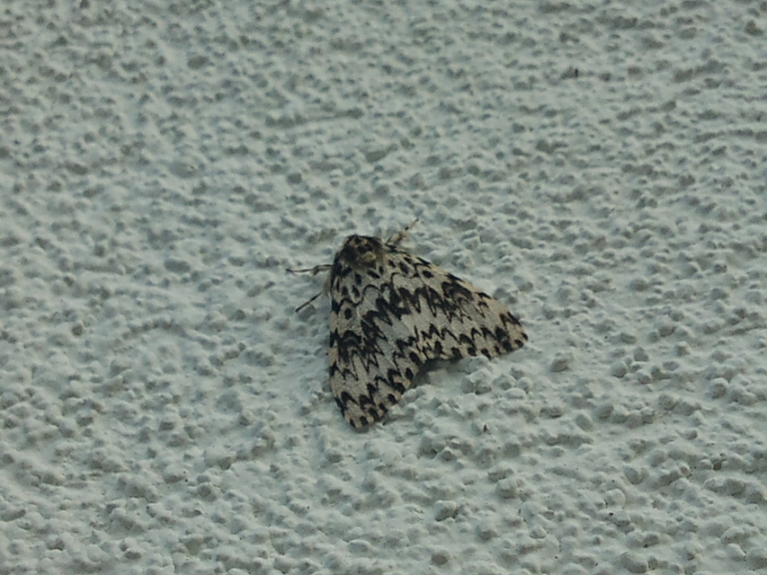 Lymantria monacha - apácalepke