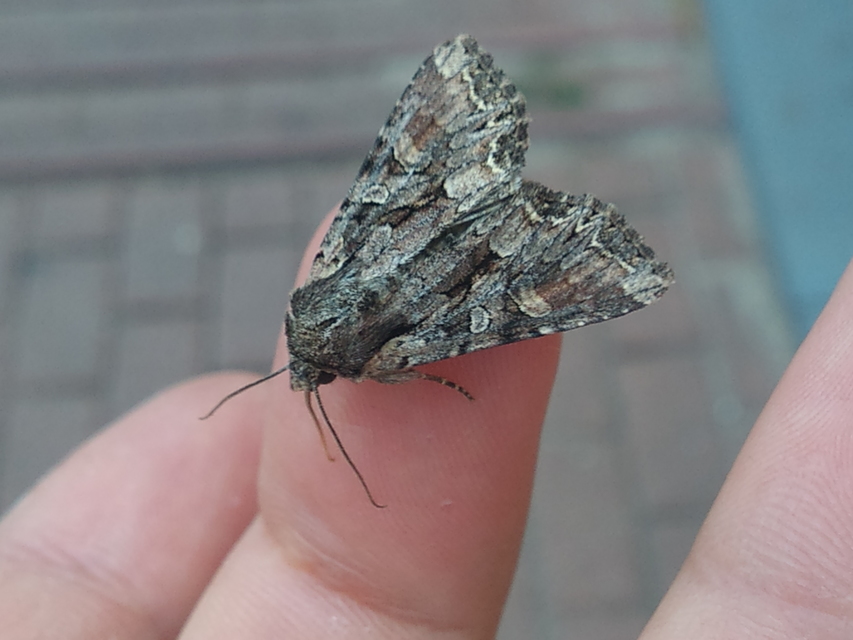 Lacanobia thalassina - borbolya-kertibagoly
