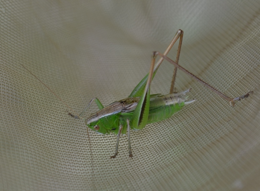 Bicolorana bicolor - halványzöld rétiszöcske