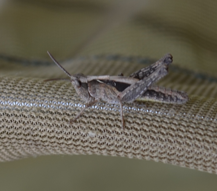 Chorthippus (Glyptobothrus) (subgenus)