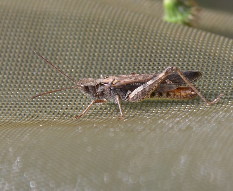 Chorthippus biguttulus - zengő tarlósáska