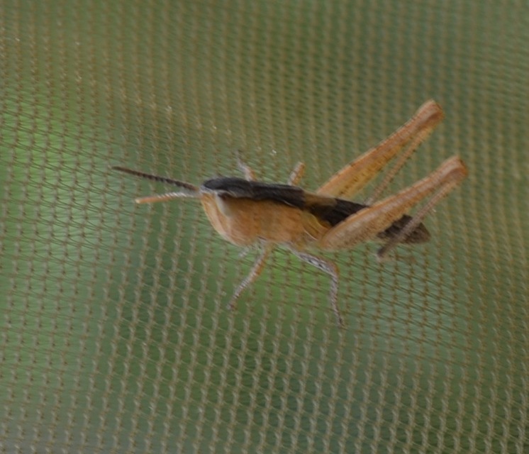Chorthippus (Glyptobothrus) (subgenus)