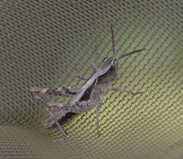 Chorthippus (Glyptobothrus) (subgenus)