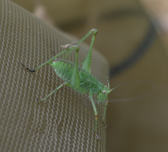 Phaneroptera