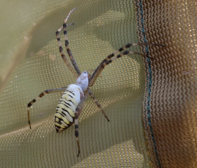 Argiope bruennichi - darázspók