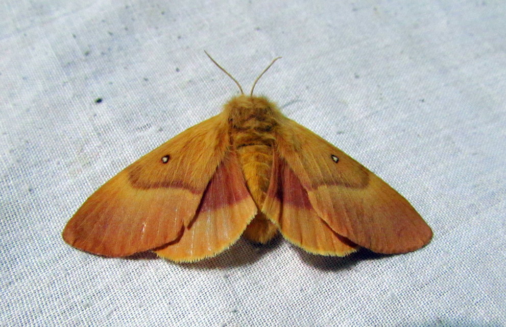 Lasiocampa quercus - tölgyfaszövő