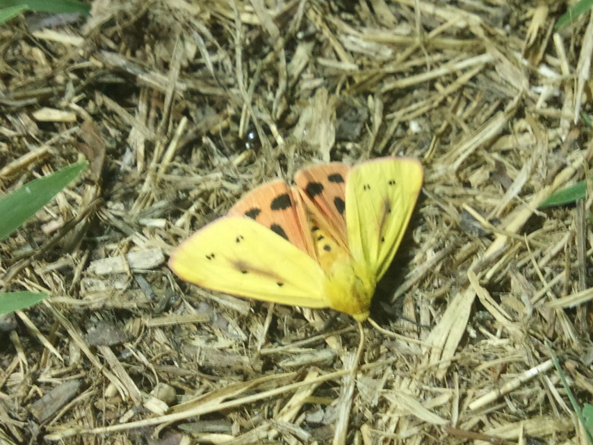 Rhyparioides metelkana - Metelka-medvelepke