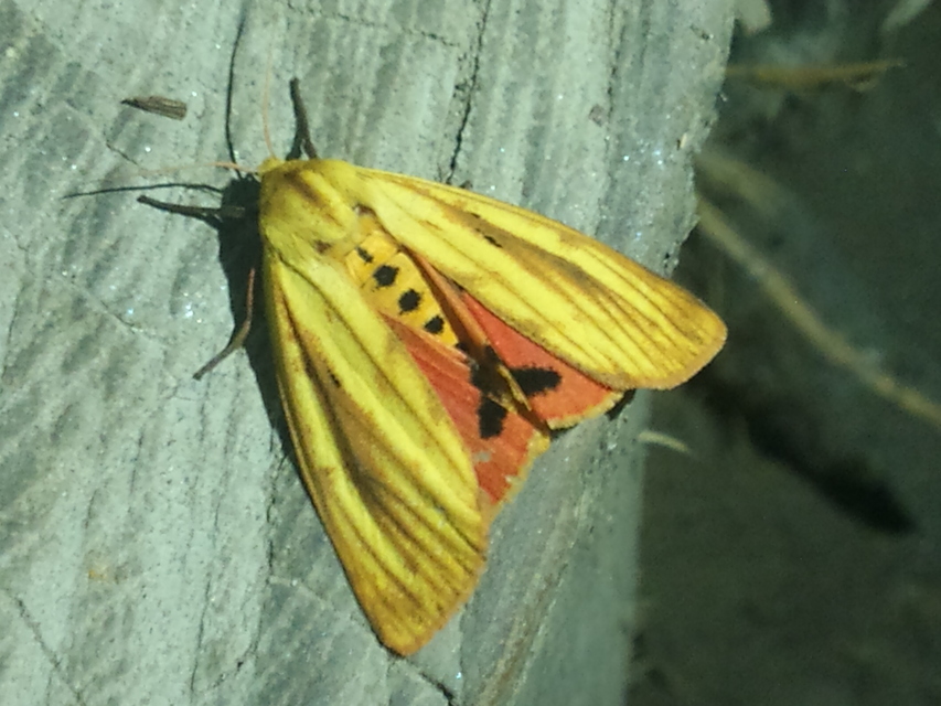 Rhyparioides metelkana - Metelka-medvelepke