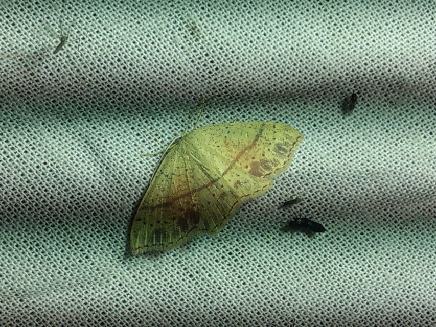 Cyclophora punctaria - sávos pettyesaraszoló