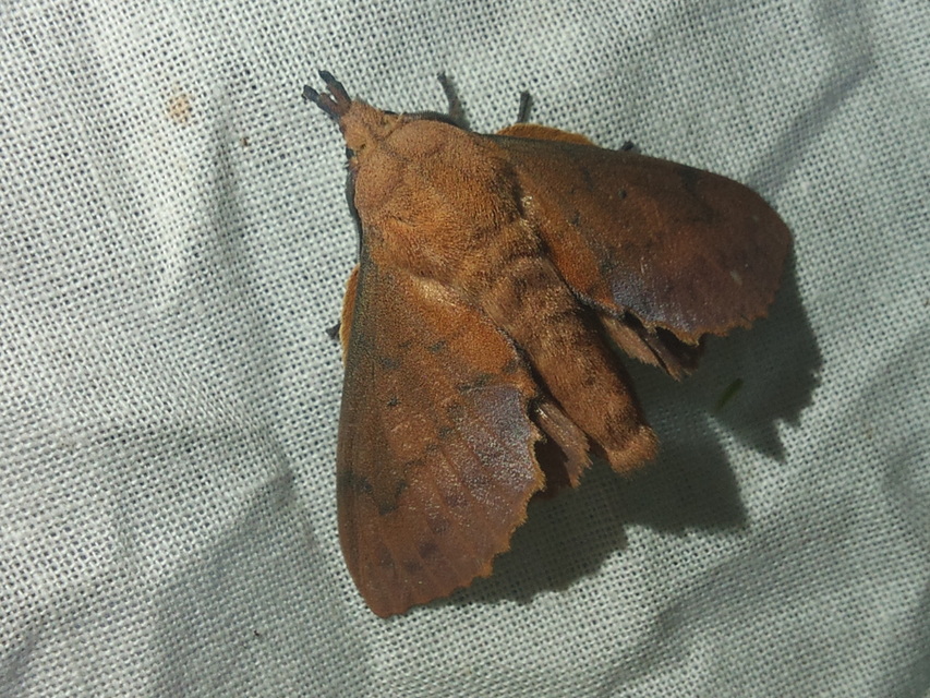 Gastropacha quercifolia - tölgylevélpohók