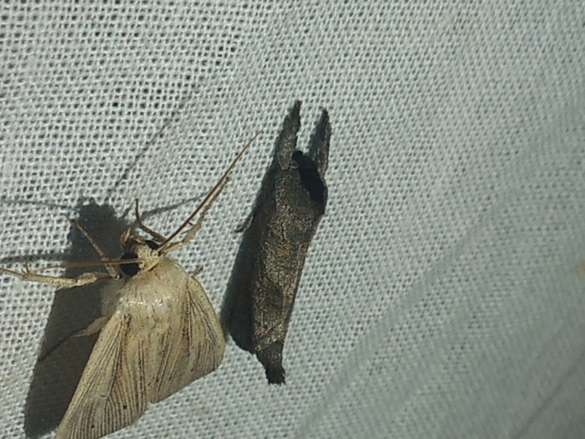 Clostera anastomosis - barna levélszövő
