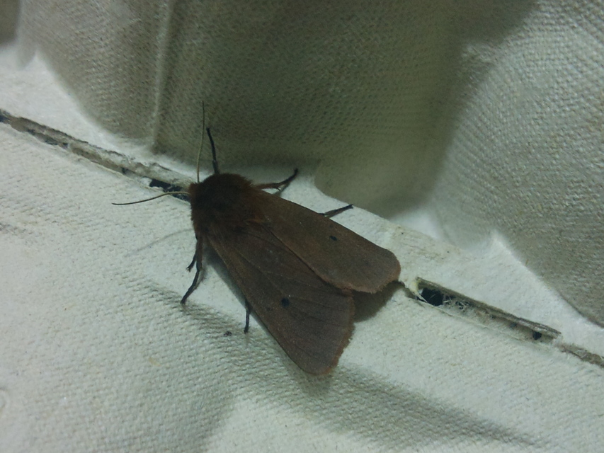 Phragmatobia fuliginosa - füstös medvelepke