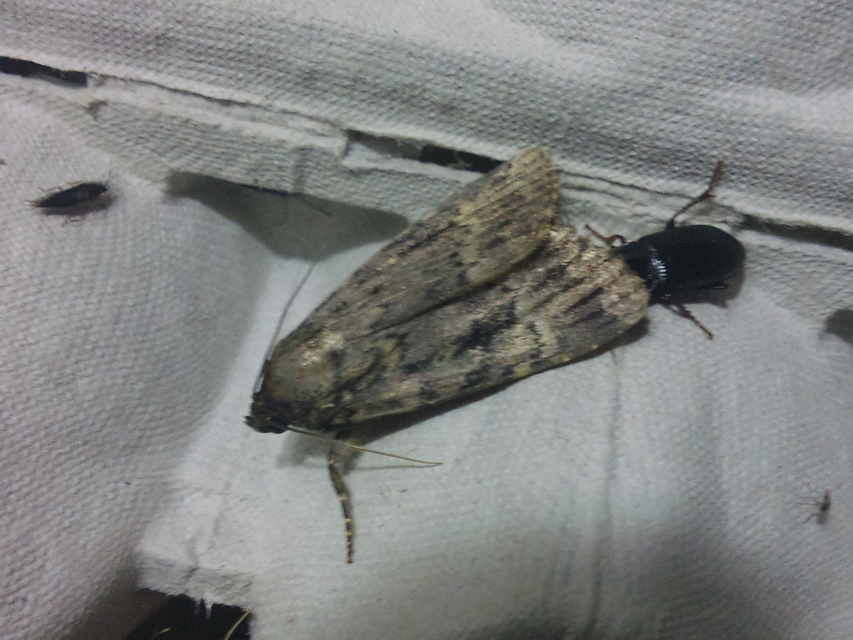 Amphipyra berbera/pyramidea