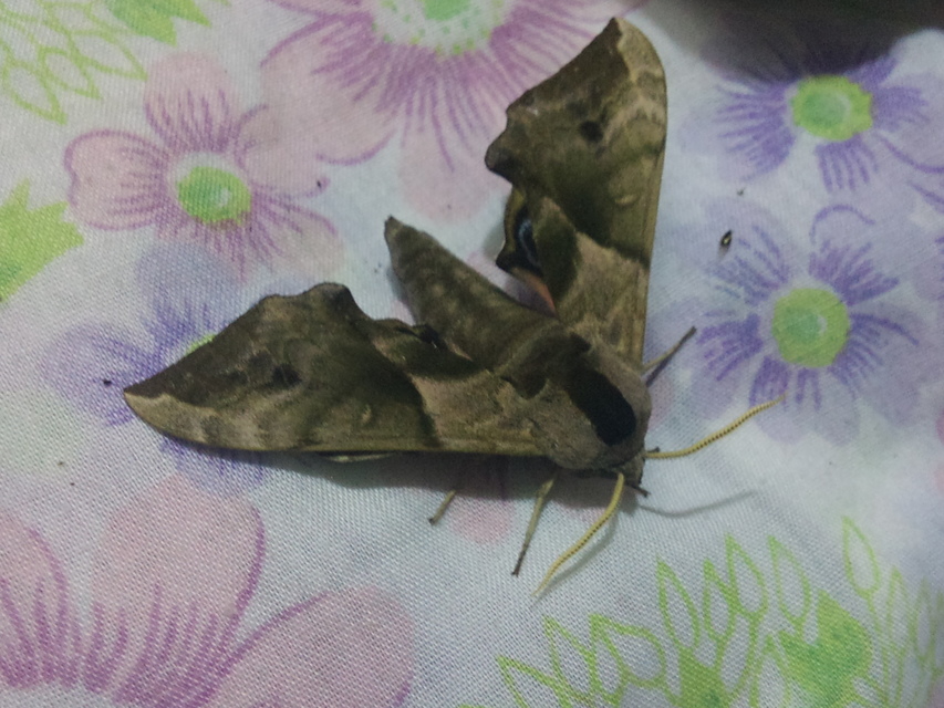 Smerinthus ocellatus - esti pávaszem
